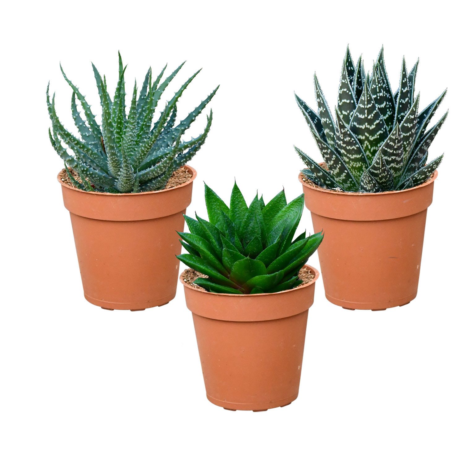 Green Me Up Sukkulente Babypflanze Trio Badezimmer Aloevera