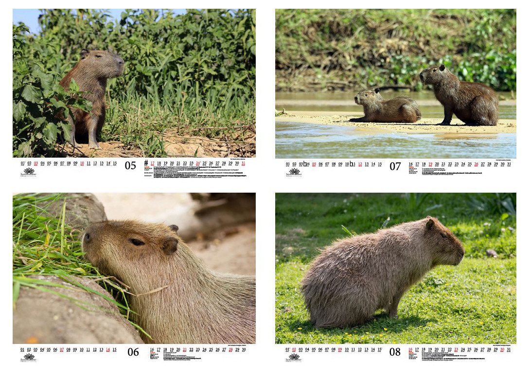Seelenzauber Wandkalender Tierzauber Capybara DIN A3 Kalender für 2026 Schweine Schweinchen