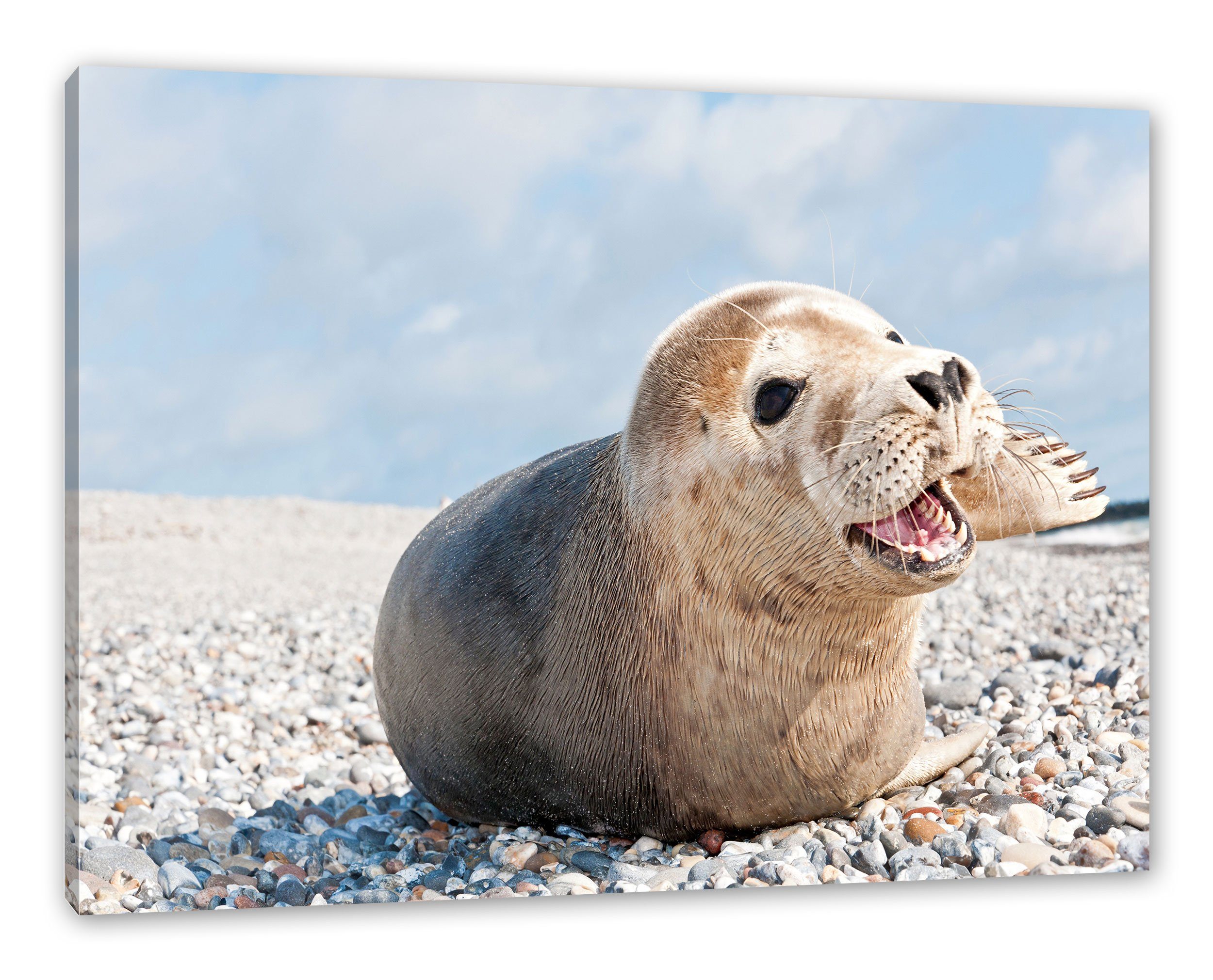 Pixxprint Leinwandbild Süße Robbe auf Steinstrand, Süße Robbe auf Steinstrand (1 St), Leinwandbild fertig bespannt, inkl. Zackenaufhänger