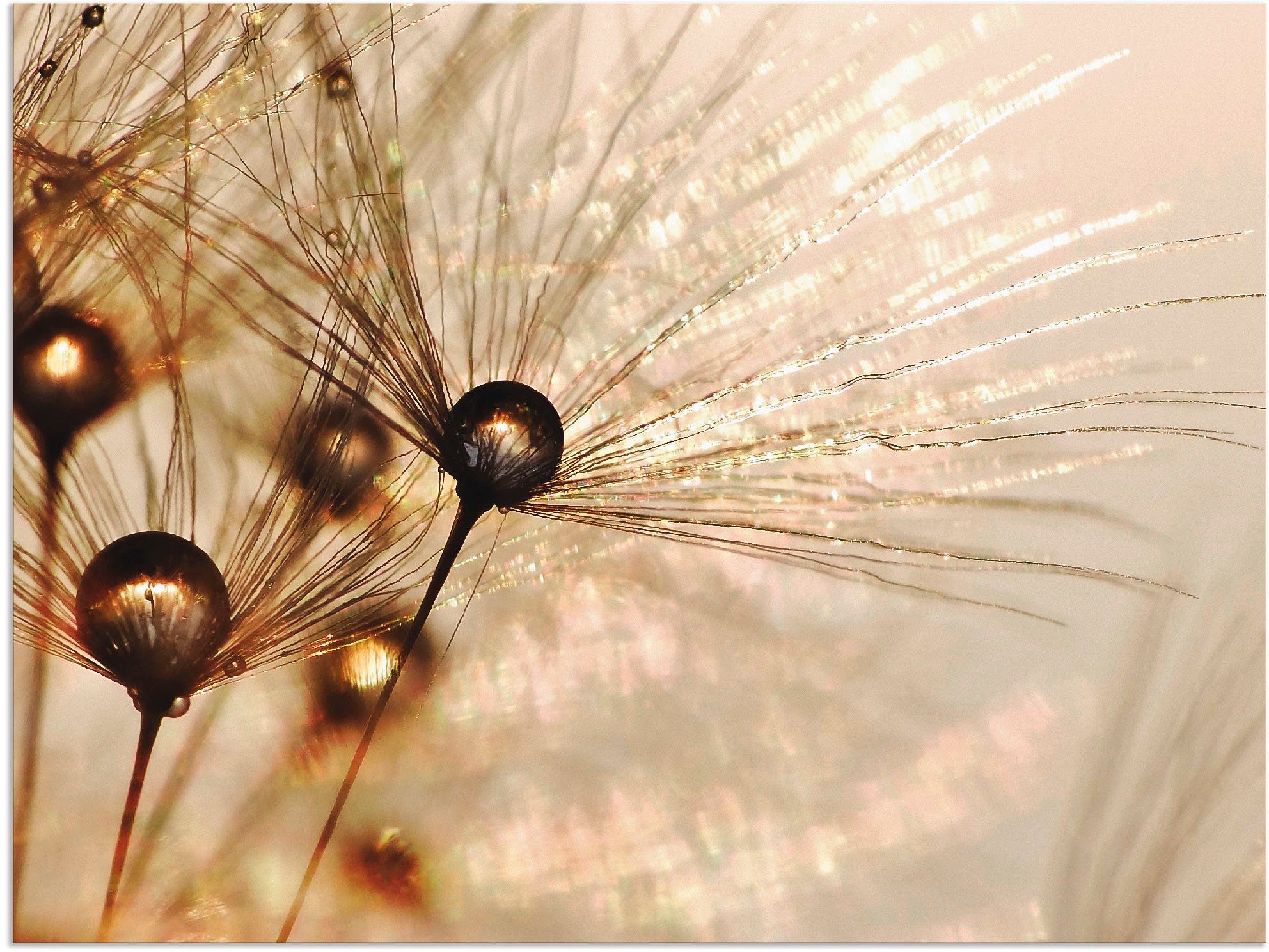 Artland Wandbild Pusteblume Goldener Tropfen, Blumen (1 St), als Alubild, Leinwandbild, Poster in verschied. Größen