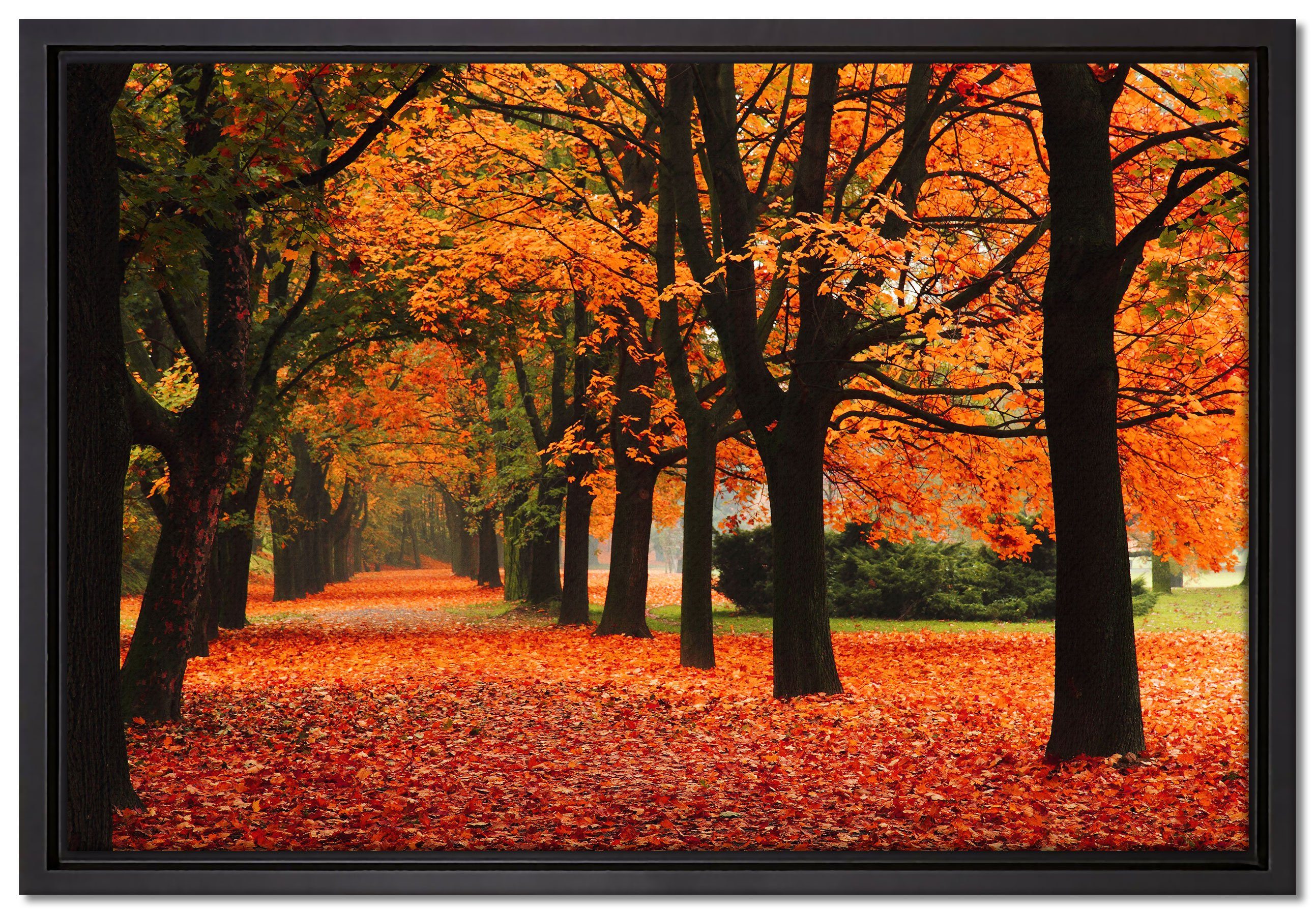 Pixxprint Leinwandbild Baumallee im Herbst, Wanddekoration (1 St), Leinwandbild fertig bespannt, in einem Schattenfugen-Bilderrahmen gefasst, inkl. Zackenaufhänger