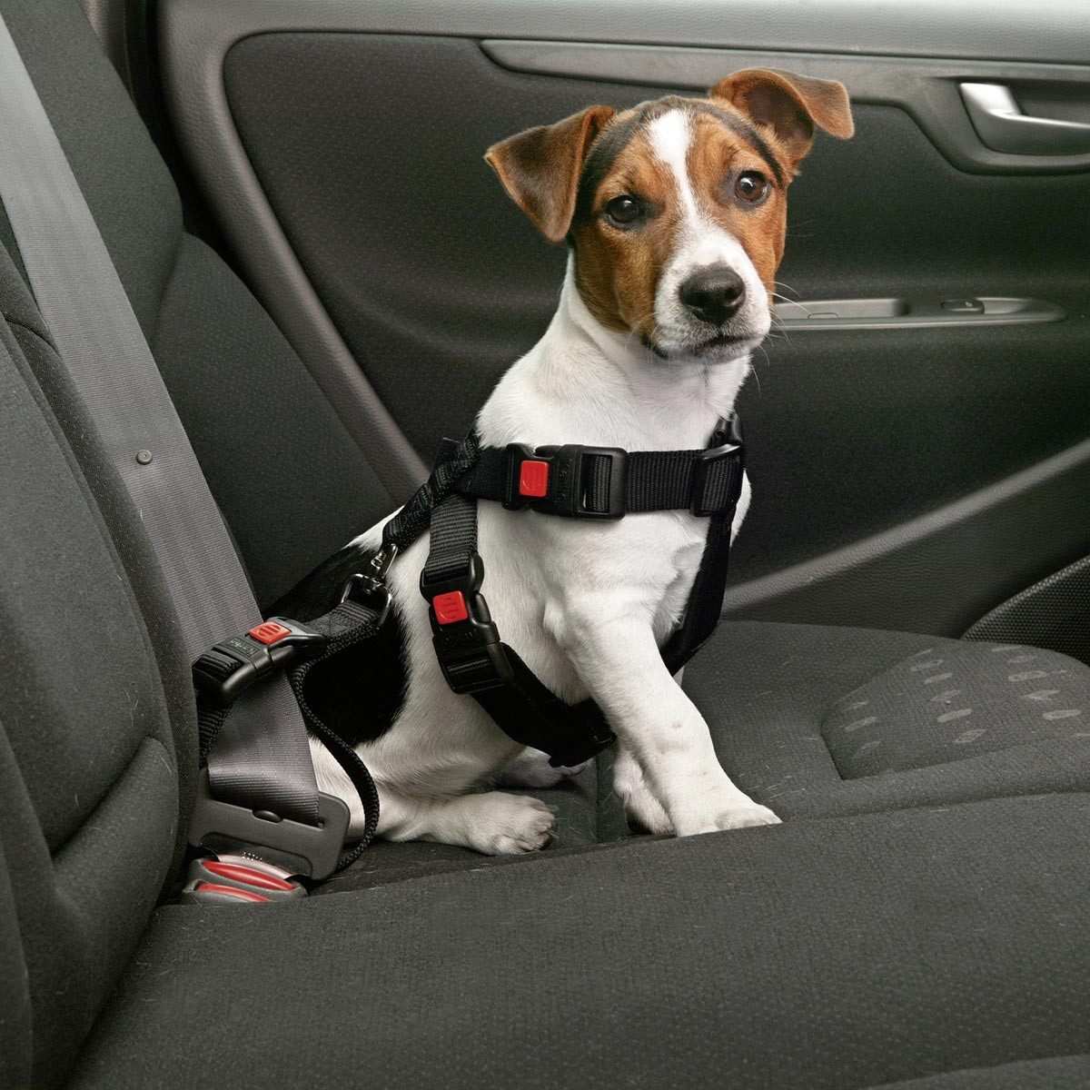 Autohundegeschirr Auto Sicherheitsgeschirr für Hunde - S (35-50 cm)
