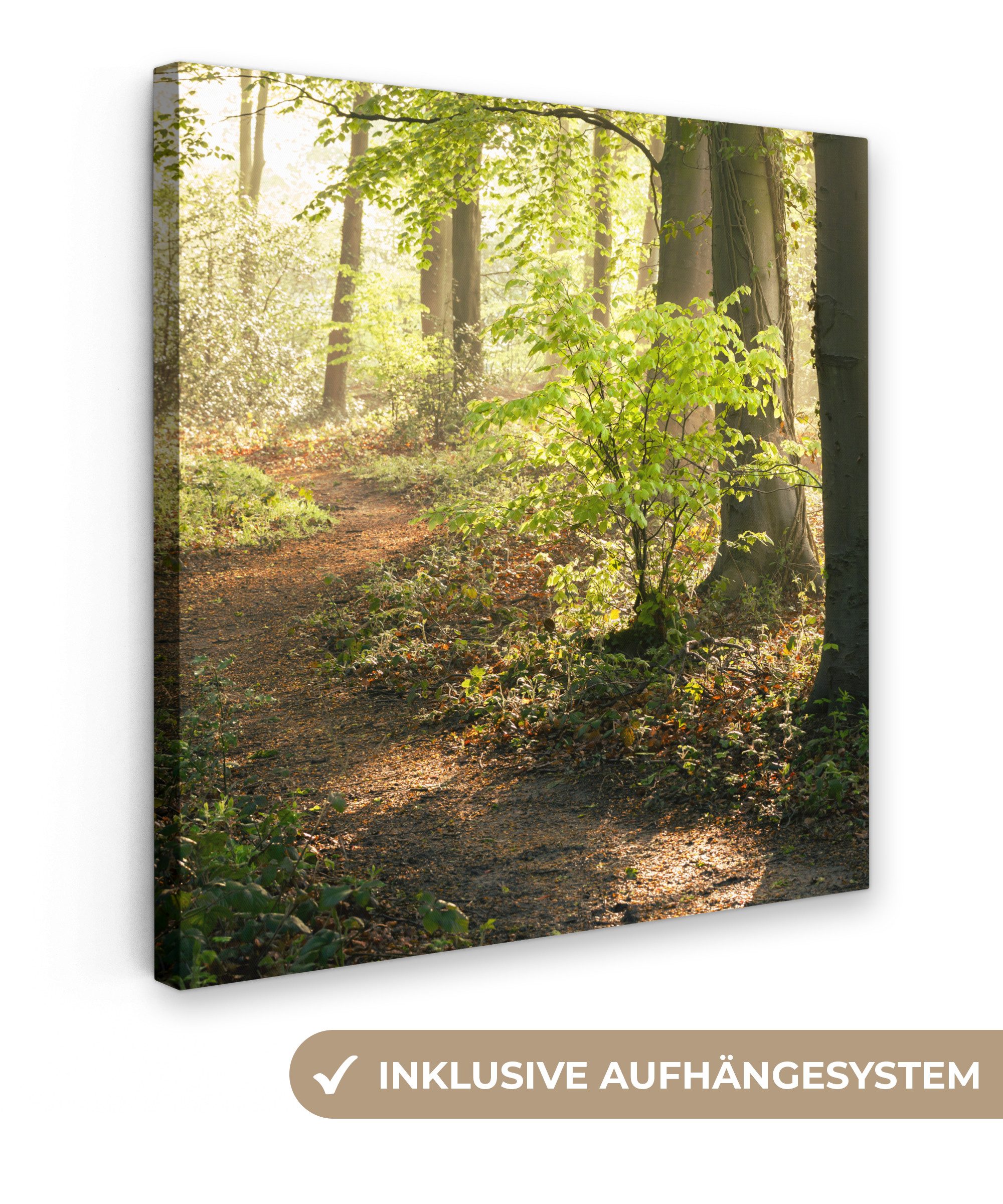 OneMillionCanvasses® Leinwandbild Wald - Bäume - günstig online kaufen