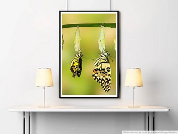 Sinus Art Poster Schlüpfende Schmetterlinge 60x90cm Poster