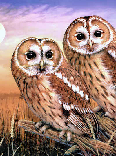 Royal Langnickel Malvorlage Tawny Owls, 30 cm lang