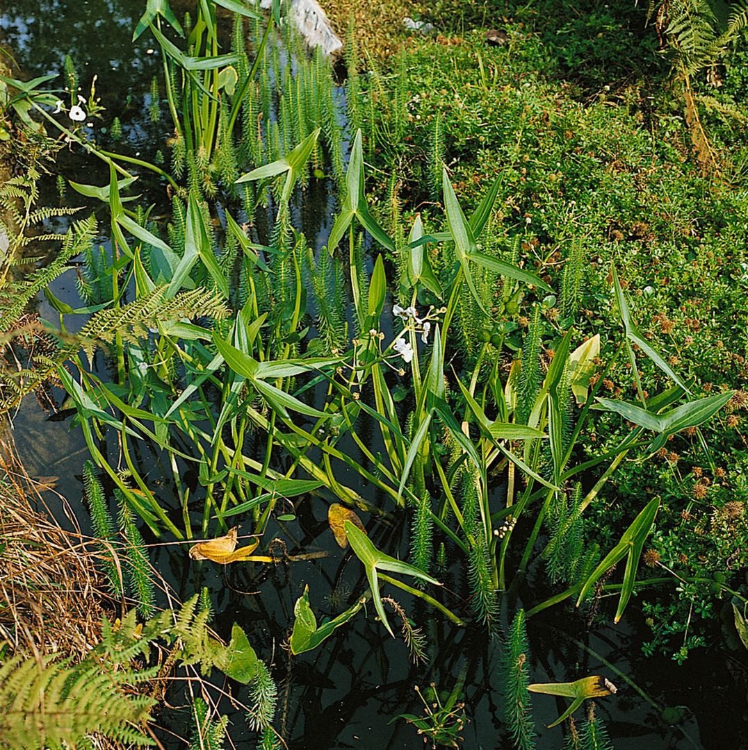 Pflanzen für Dich Staude Sagittaria sagitt. ssp.sagittifolia, 1 St., Pfeilkraut, Gewöhnliches Pfeilkraut