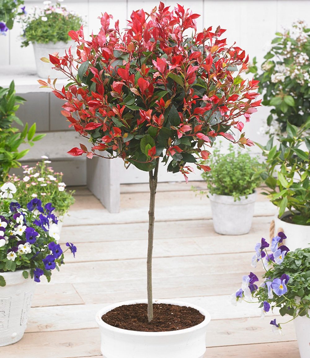 BALDUR Garten Zierstrauch Immergrünes Photinia-Stämmchen 'Little Red Robin®', 1 St., Glanzblattmispel, immergrün, winterhart, mehrjährig