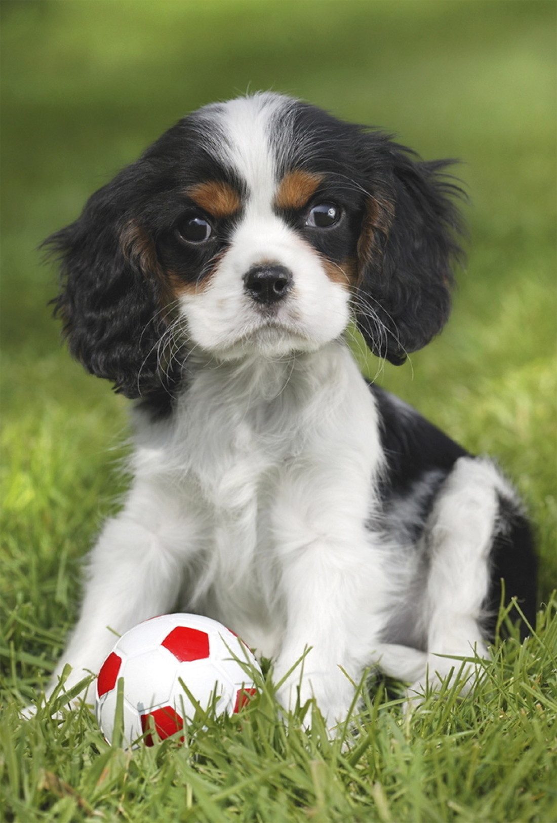 Schmidt Spiele Puzzle 3 x 48 Teile Kinder Puzzle Meine liebsten Haustierbab günstig online kaufen