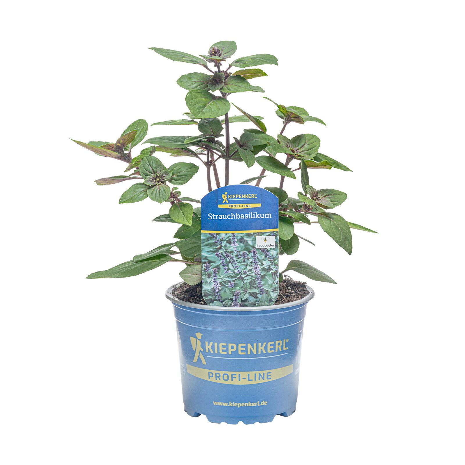 Pflanzen für Dich Gewürzkraut Strauchbasilikum, blau 12cm Topf 8er Set