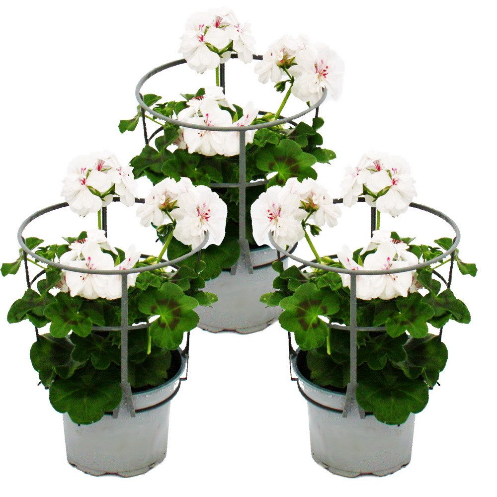 Exotenherz Beetpflanze Geranien hängend Pelargonium peltatum ver.Farben 12cm Topf 3er Set
