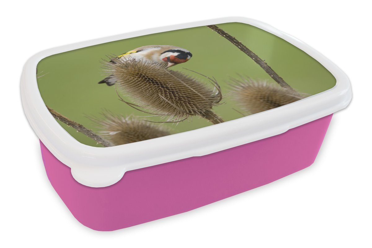 Ein Snackbox, Kinder, rosa Kunststoff Blume, (2-tlg), MuchoWow Stieglitz für frisst Erwachsene, Brotbox Brotdose einer Kunststoff, Lunchbox Mädchen, von