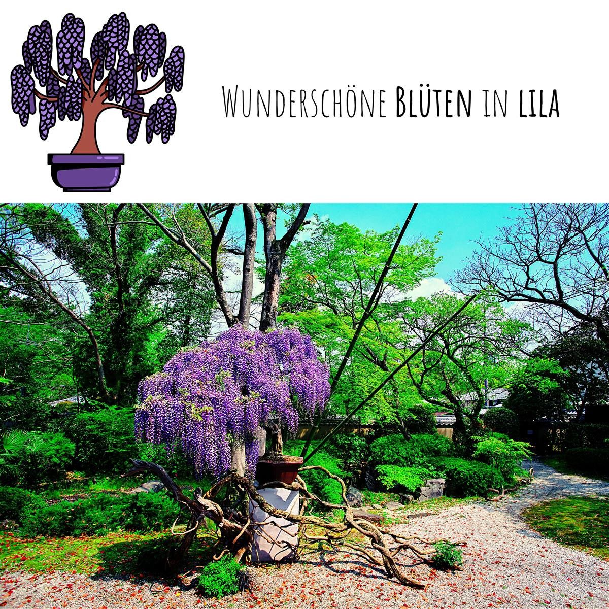 HappySeed Blumensamen Exotische Bonsai Samen mit günstig online kaufen