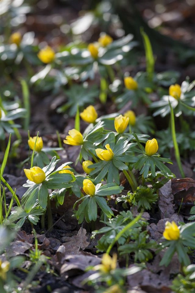 Pflanzen für Dich Staude Eranthis hyemalis, 1 St., Winterling, Gelber Winterling