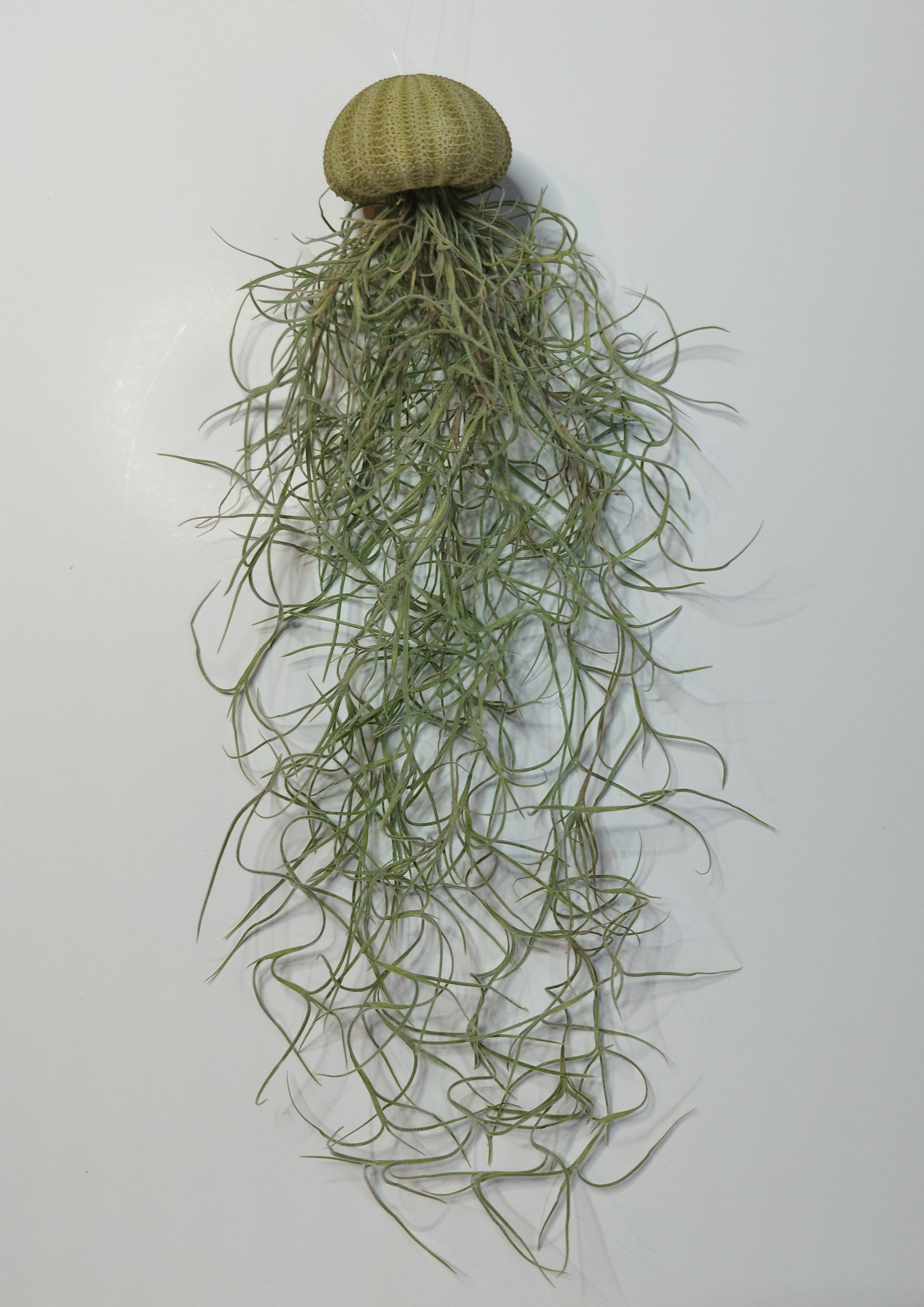 meinvipshop Hängedekoration 1er Set Seeigelgehäuse grün mit Tillandsia Spanisch Moos (1 St)