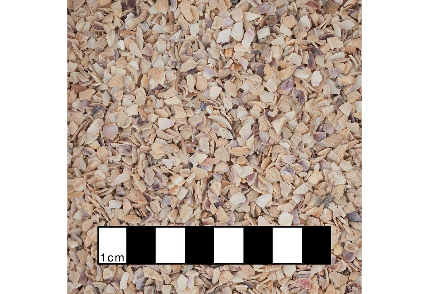 Thumbnail - Eurosand Bastelnaturmaterial Muschelgranulat, 2-3mm 1 kg