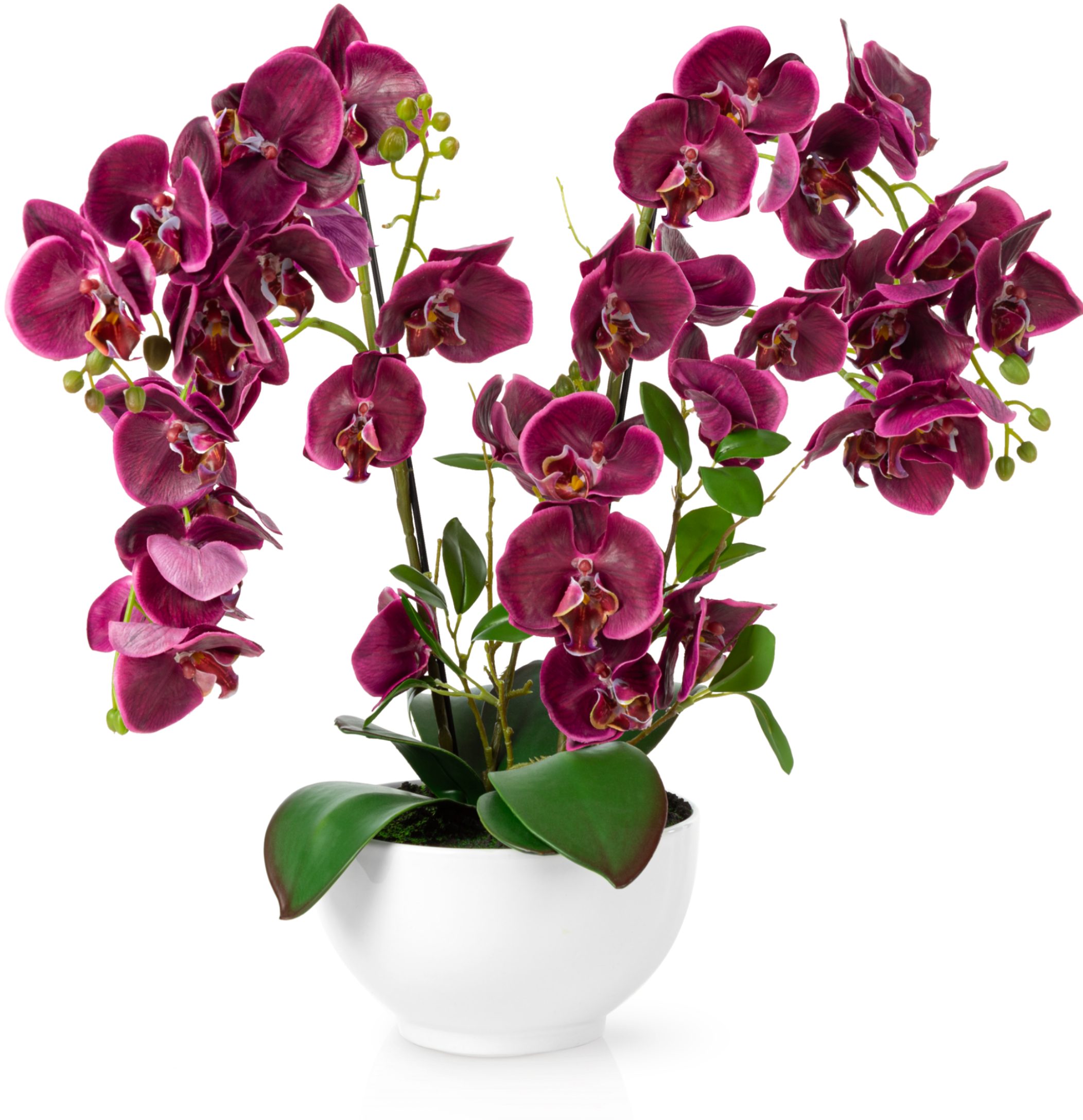 Kunstorchidee PASCH® XXL Orchidee künstlich wie echt (56cm) in Hochglanz-Keramiktopf Orchidee, PASCH