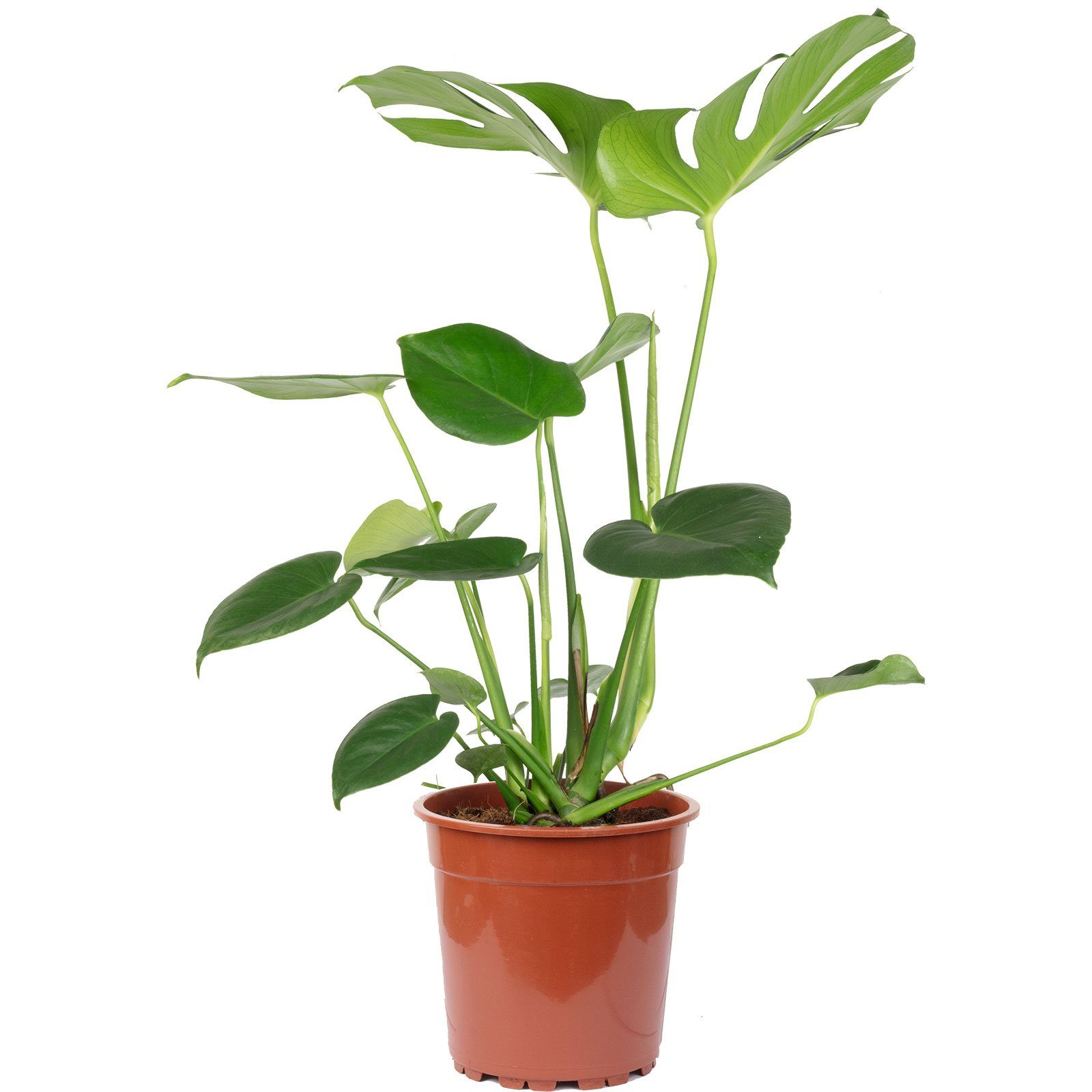 Flowerbox Zimmerpflanze Fensterblatt - Monstera Deliciosa, - Höhe ca. 75 cm, Topf-Ø 19 cm