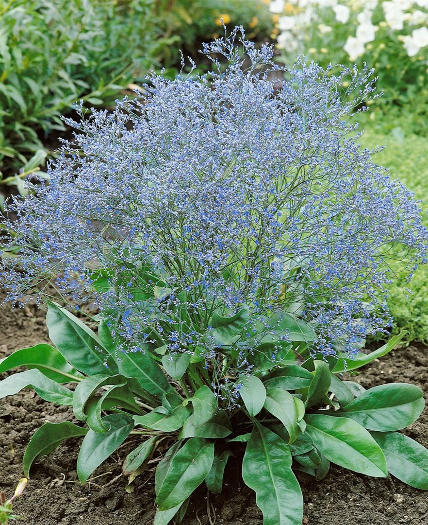 Pflanzen für Dich Staude Limonium latifolium, 1 St., Breitblättriges Strandflieder, Meerlavendel – Bild 4 von 5