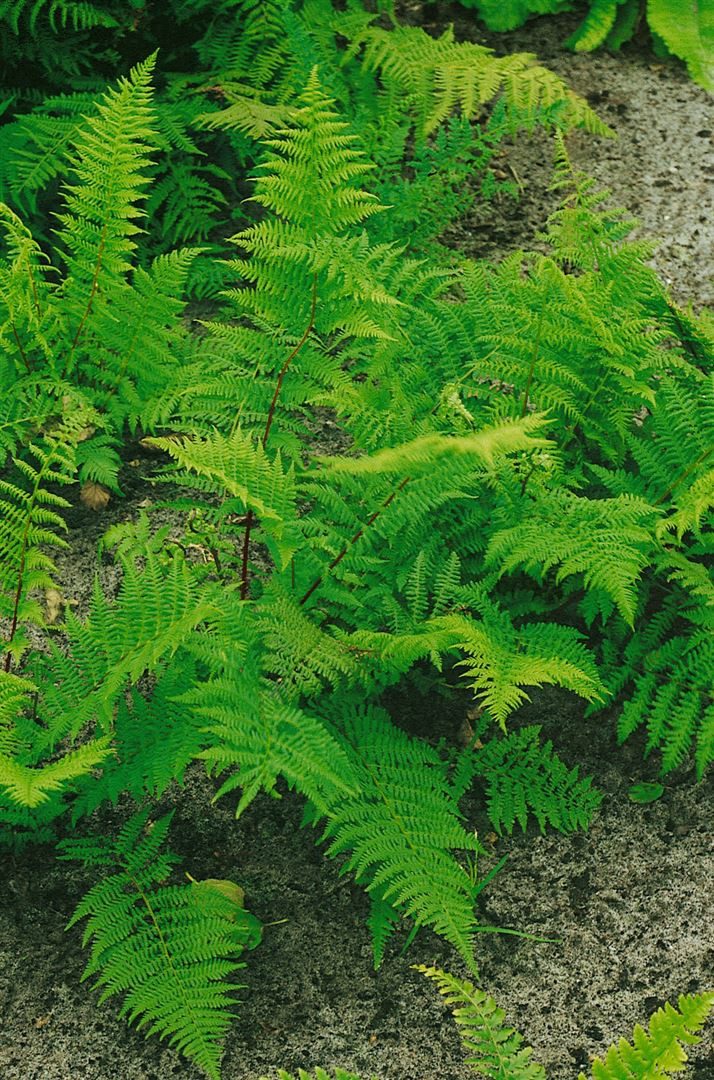 Pflanzen für Dich Gräser Athyrium filix-femina Rotstiel, 1 St., Frauenfarn, rote Stiele, filigranes Laub