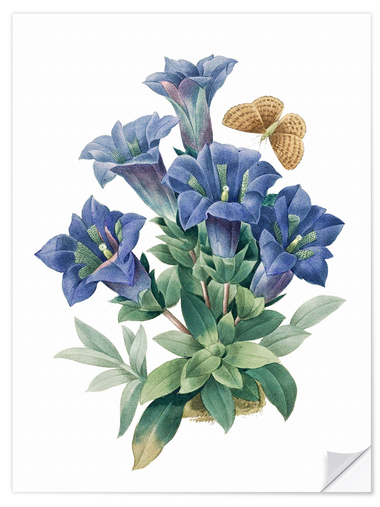 Posterlounge Wandbild Kochscher Enzian (Gentiana acaulis), günstig online kaufen