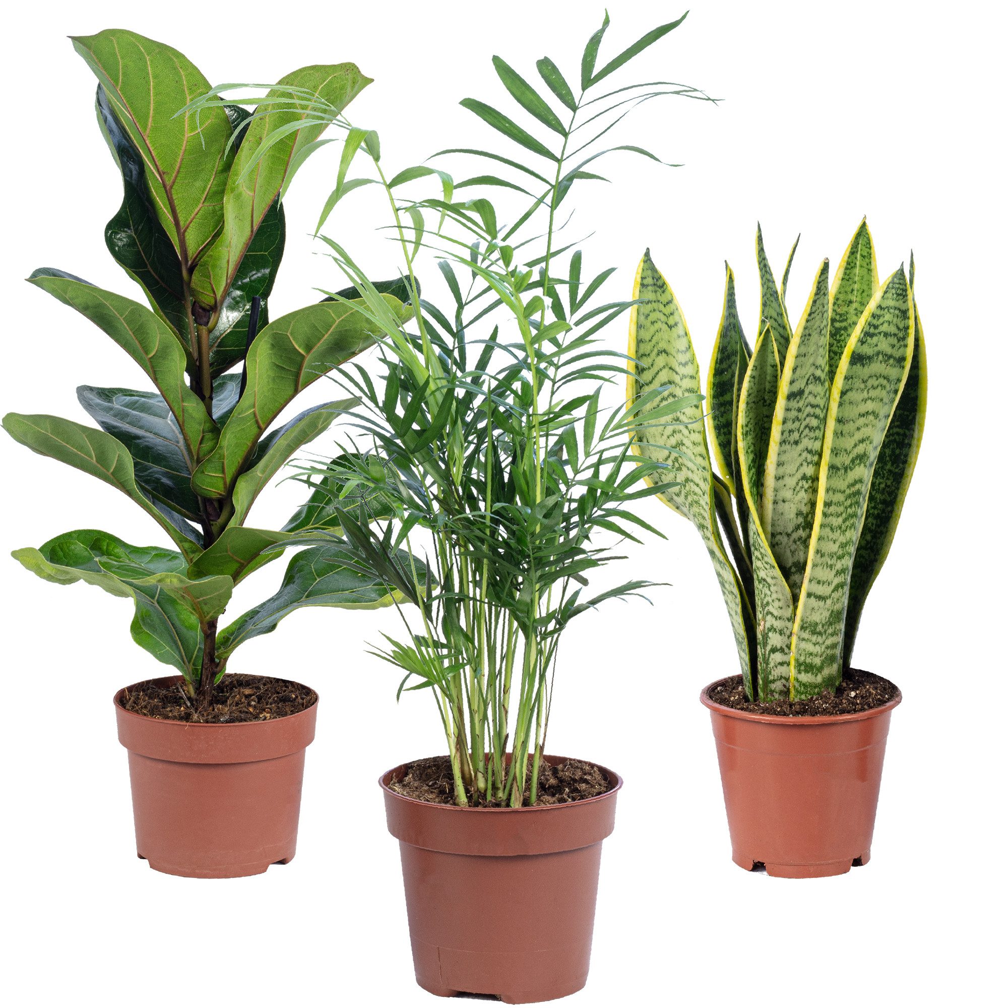 Flowerbox Zimmerpflanze Bergpalme, Geigenfeige, Bogenhanf, 3er-Set, pflegeleicht - Höhe ca. 40 cm, Topf Ø 12 cm