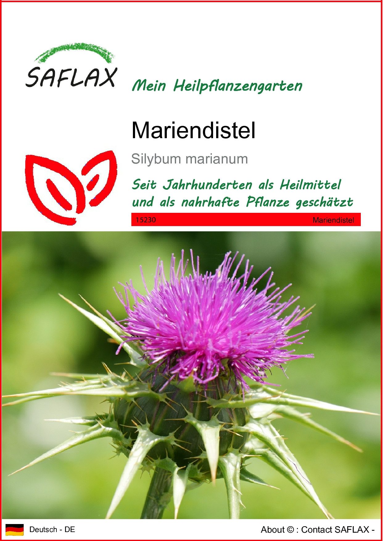 Blumensamen SAFLAX - Samen - Mariendistel
