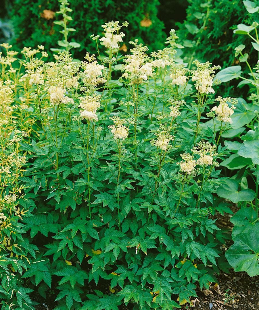 Pflanzen für Dich Staude Filipendula ulmaria Plena, 1 St., Gefüllte Mädesüß, Wiesenkönigin