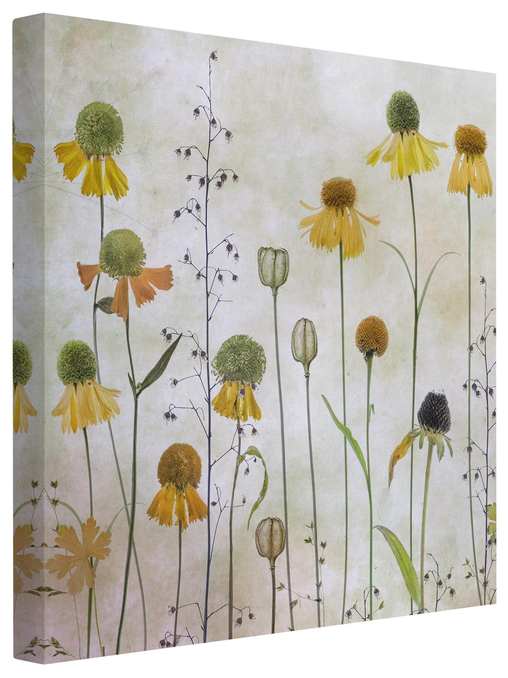 Bilderdepot24 Leinwandbild Vintage Retro Modern Blumen Helenium beige Bild auf Leinwand Groß XXL, Wohnzimmer Schlafzimmer Küche Flur Wandbild Kunstdruck Wanddeko Druck
