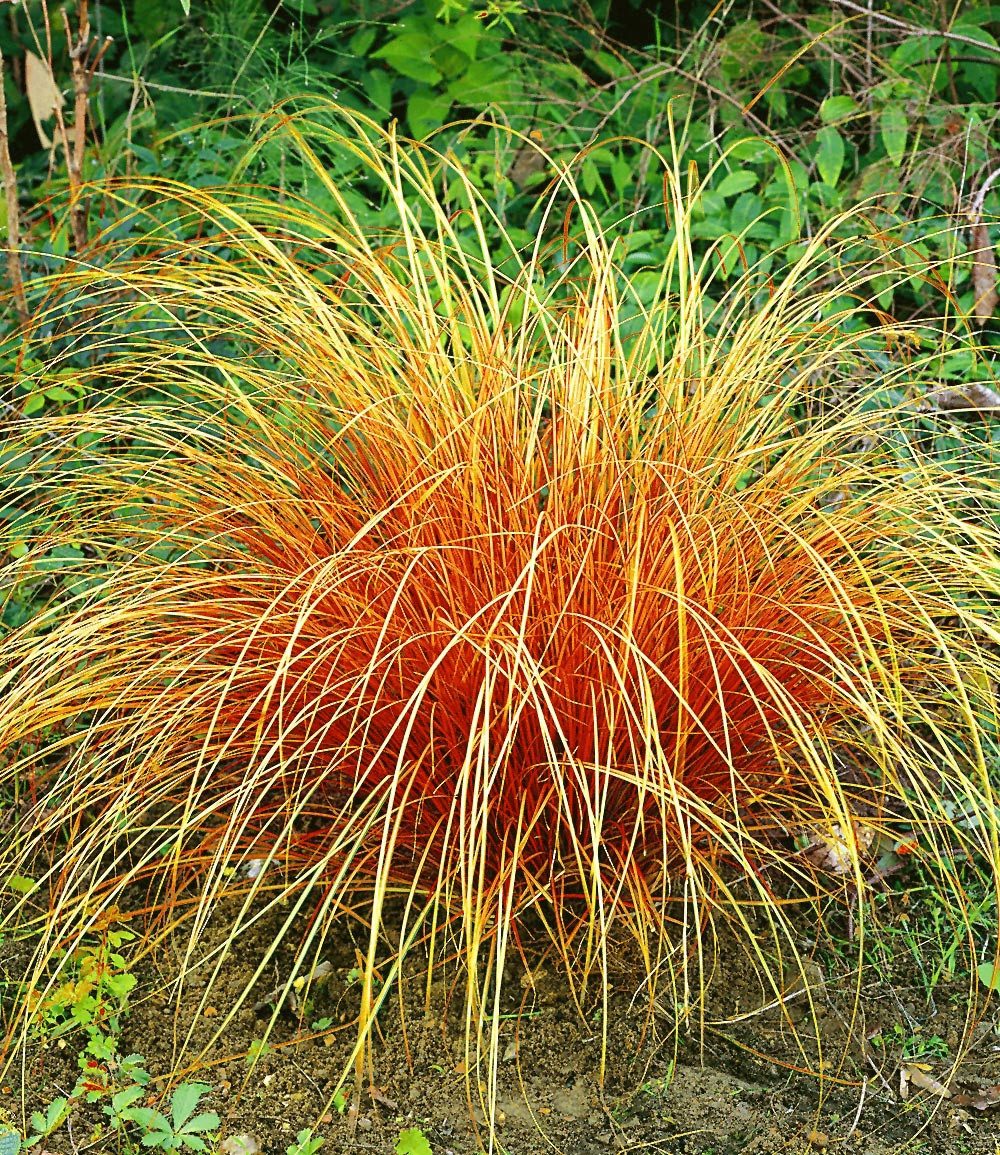 BALDUR Garten Gräser Carex 'Bronze Reflection', 3 St., Ziergras, winterhart, mehrjährig, pflegeleicht