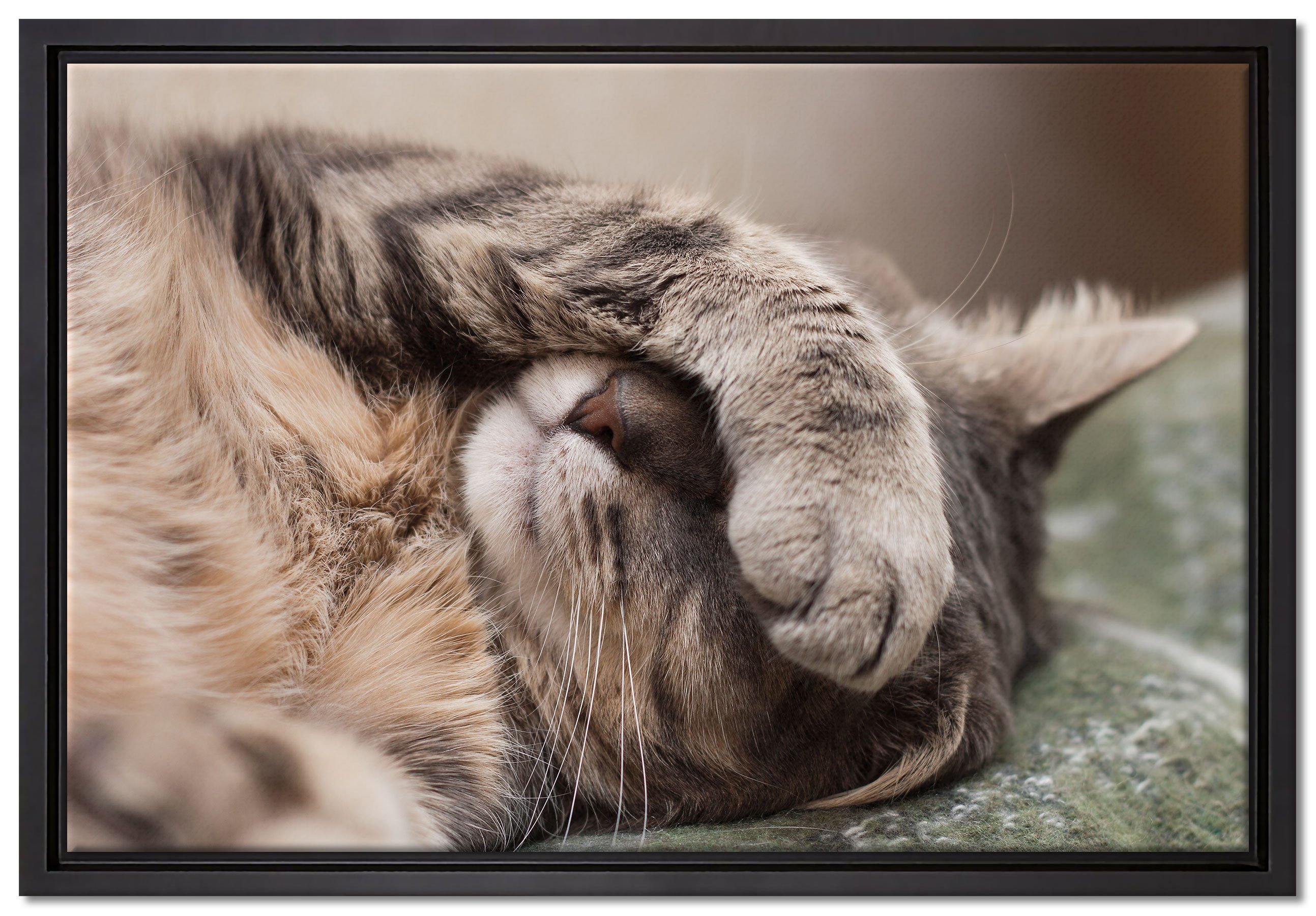 Pixxprint Leinwandbild Schüchterne niedliche Katze, Wanddekoration (1 St), Leinwandbild fertig bespannt, in einem Schattenfugen-Bilderrahmen gefasst, inkl. Zackenaufhänger