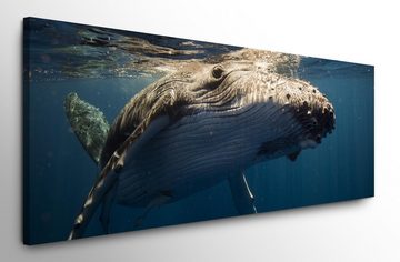 möbel-direkt.de Leinwandbild Bilder XXL Großer Wal Wandbild auf Leinwand