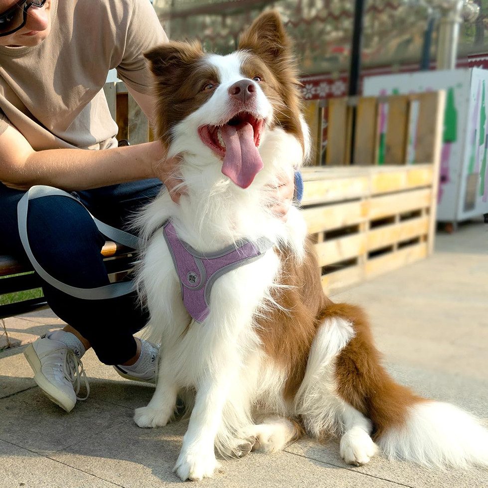 Beaface Hunde-Geschirr Verstellbares Comfort Geschirr sicherheitsgeschirr- günstig online kaufen