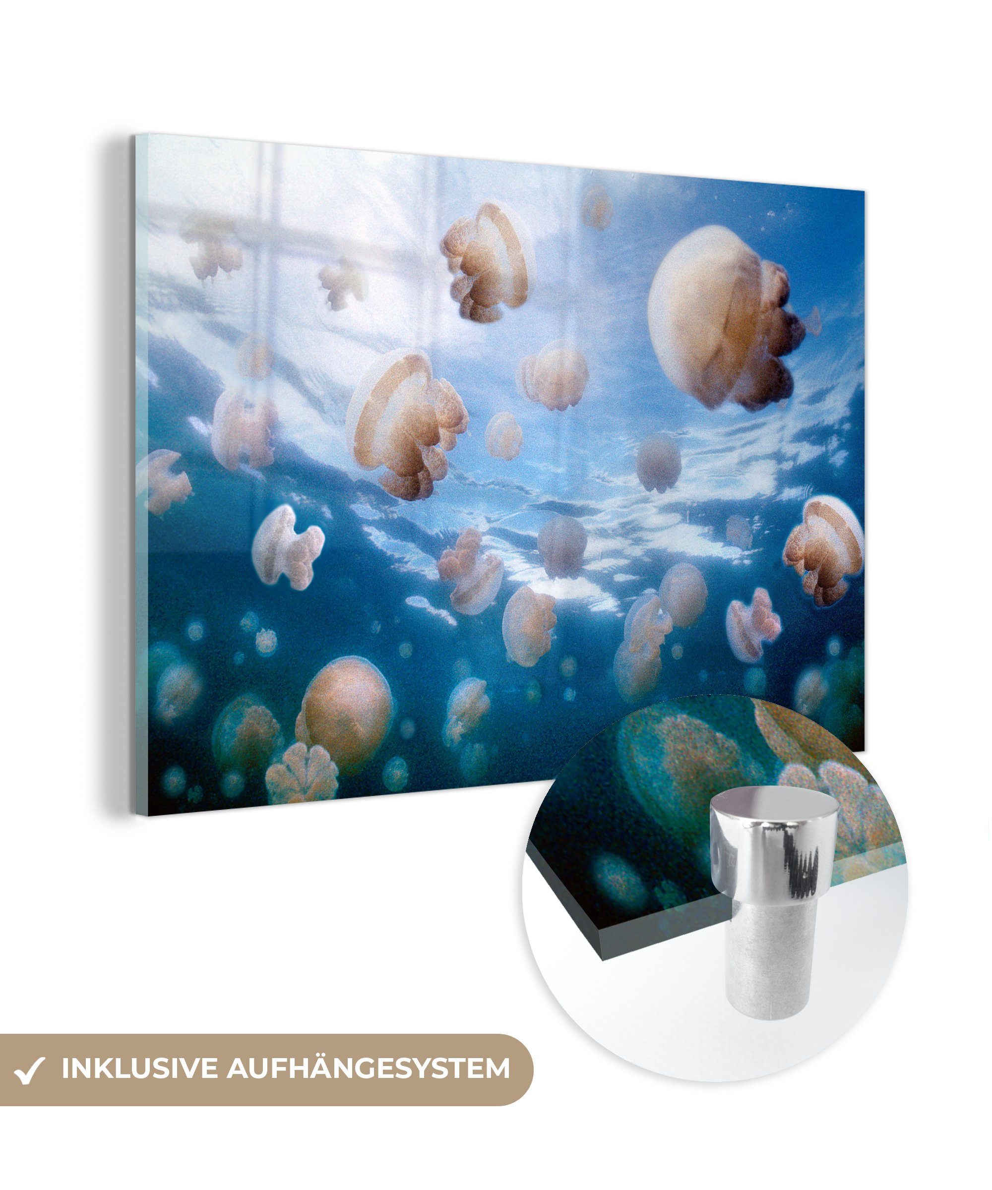 MuchoWow Acrylglasbild Quallen - Meer - Tiere, (1 St), Acrylglasbilder Wohnzimmer & Schlafzimmer
