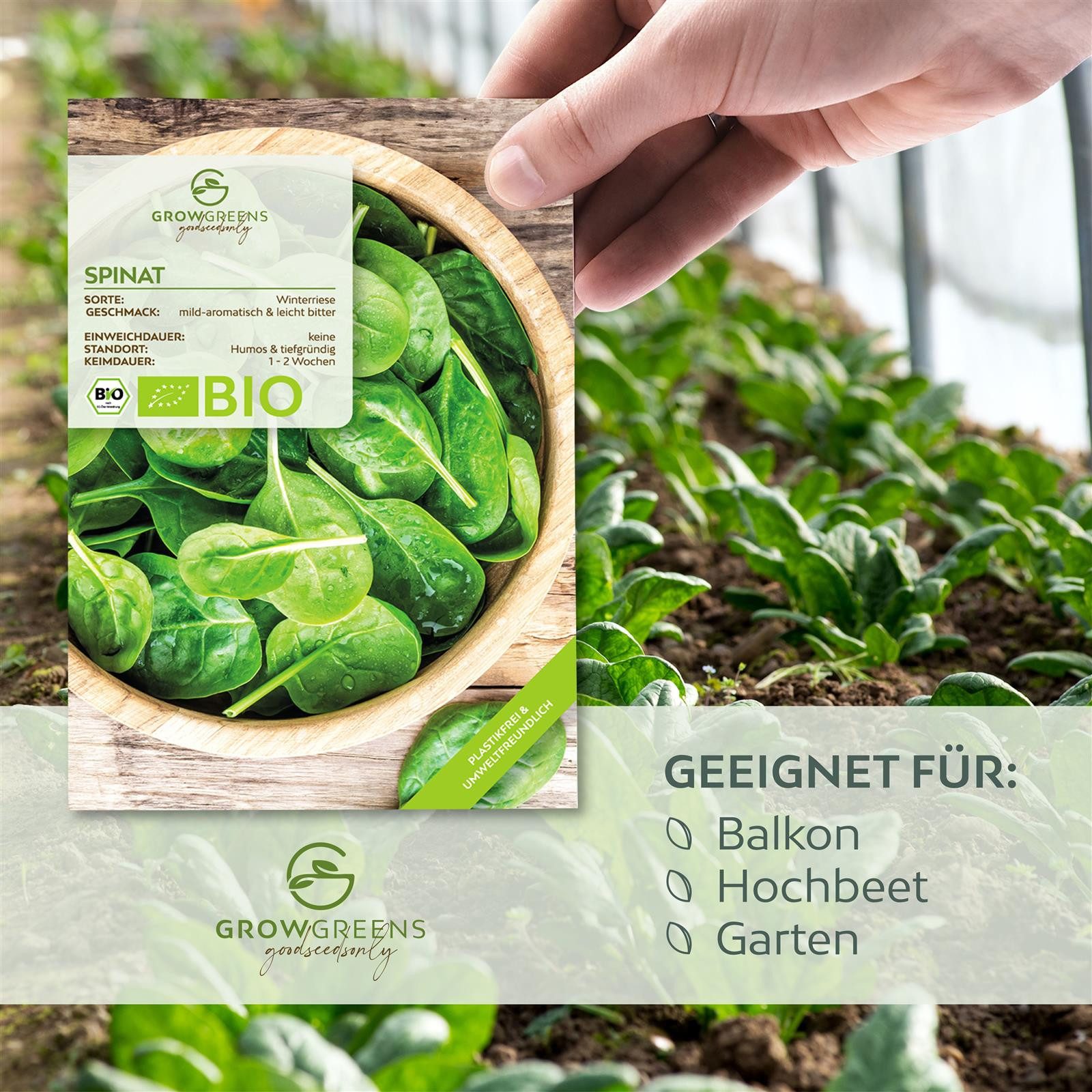 Thumbnail - Growgreens Gemüsesamen BIO Spinat Samen (Winterriese) - Winterspinat Saatgut (125 Korn), Gemüse