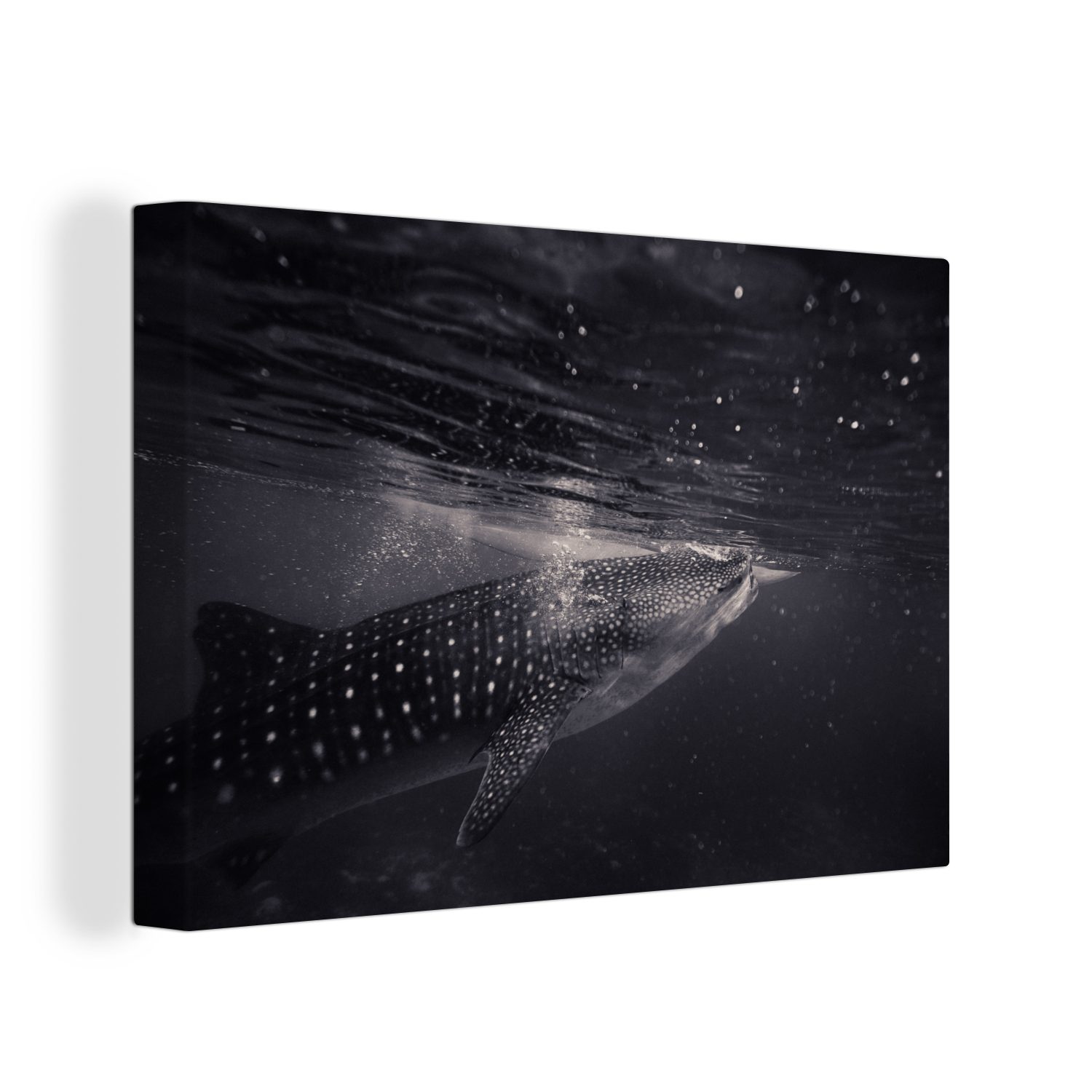 OneMillionCanvasses® Leinwandbild Meerestiere - Tigerhai - Schwarz und weiß, (1 St), Wandbild Leinwandbilder, Aufhängefertig, Wanddeko, 30x20 cm