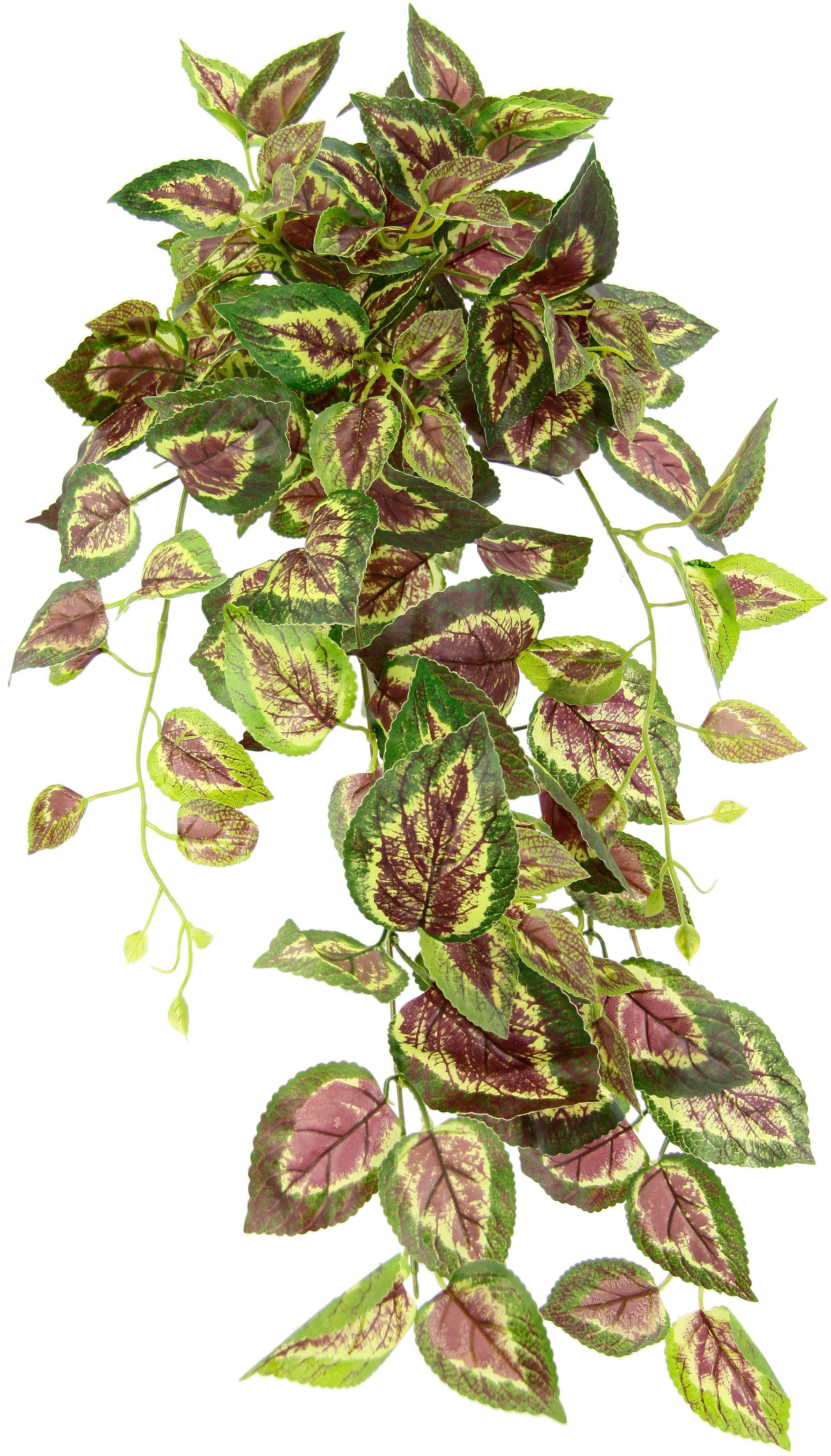 Kunstpflanze Buntnessel, I.GE.A., Höhe 80 cm, Kletterpflanze günstig online kaufen