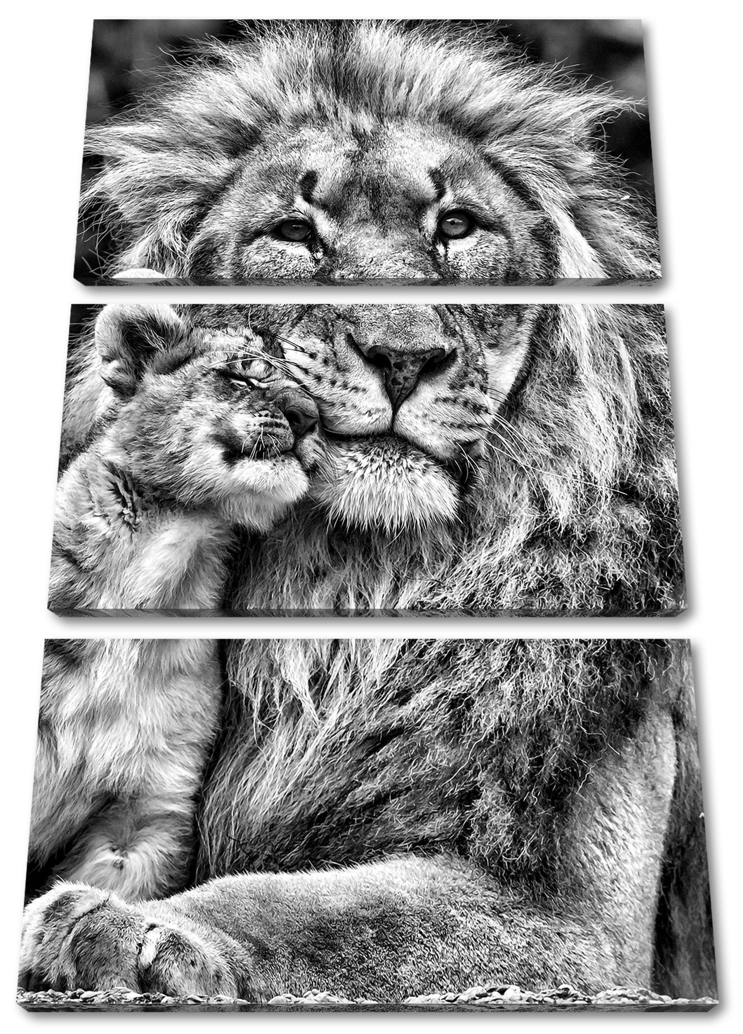 Pixxprint Leinwandbild schöner Löwe mit Jungtier, schöner Löwe mit Jungtier 3Teiler (120x80cm) (1 St), Leinwandbild fertig bespannt, inkl. Zackenaufhänger