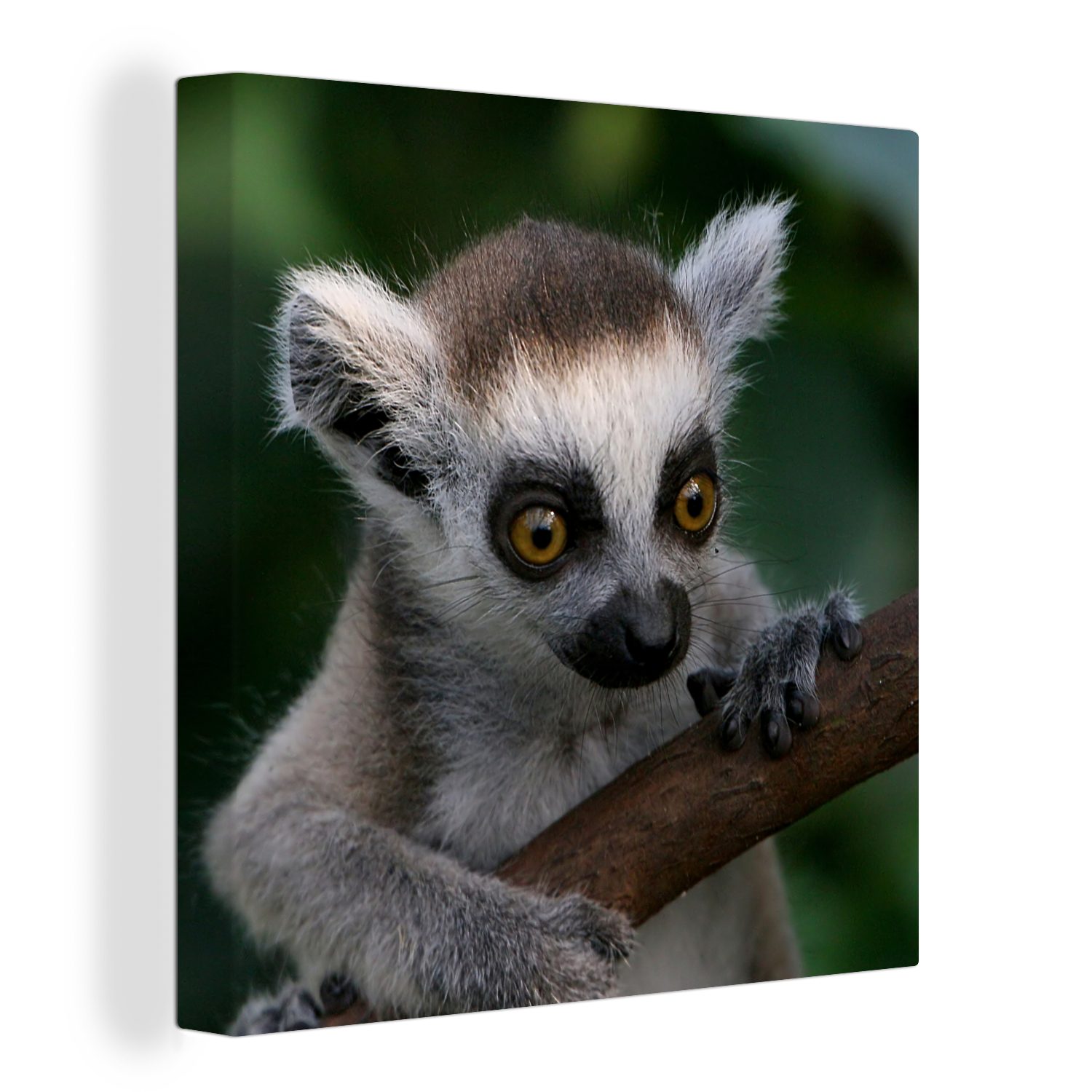 (1 Zweig - OneMillionCanvasses® Wohnzimmer Leinwandbild Schlafzimmer Bilder Leinwand für Tier Ringschwanzlemur, St), -