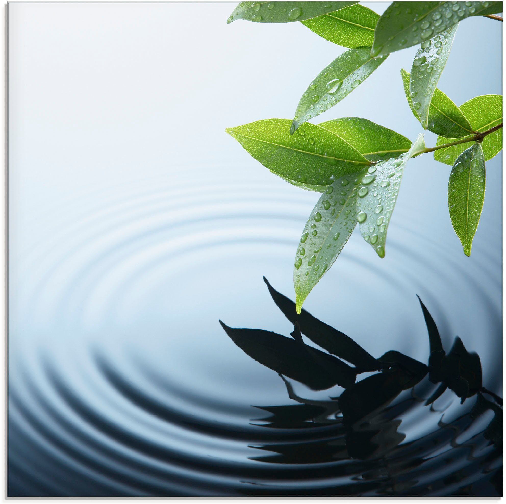 Artland Glasbild Pflanze und Wasser, Zen (1 St), in verschiedenen Größen | Bilder