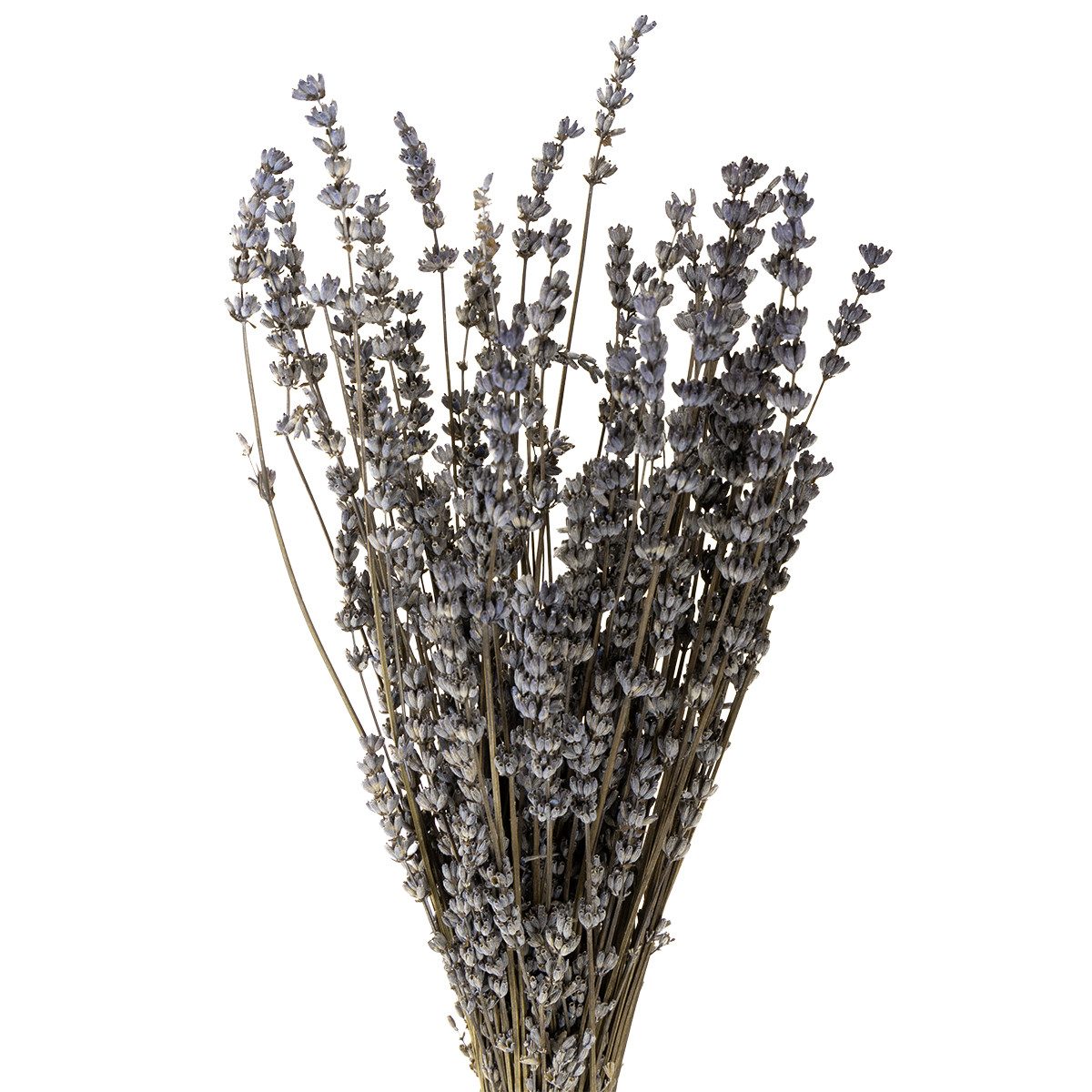 Trockenblume Duftender Lavendelstrauß für Dekoration und DIY Projekte, DIJK, Höhe 40 cm