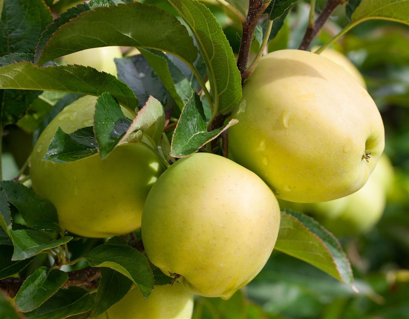 Pflanzen für Dich Obstpflanze Malus 'Golden Delicious', 1 St., Golden Delicious, Apfelbaum, gelbfruchtig, süßaromatisch