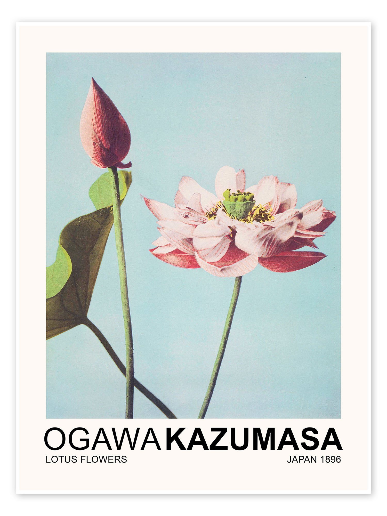 Posterlounge Poster Ogawa Kazumasa, Lotus Flowers, Wohnzimmer Japandi Malerei