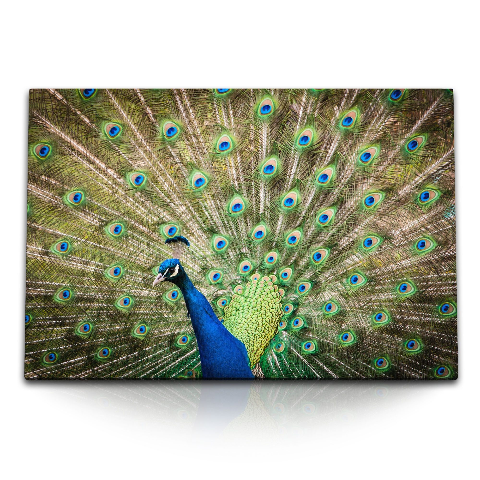 Sinus Art Leinwandbild 120x80cm Wandbild auf Leinwand Pfau Pfauenfeder Federkleid Tierfotogra, (1 St)