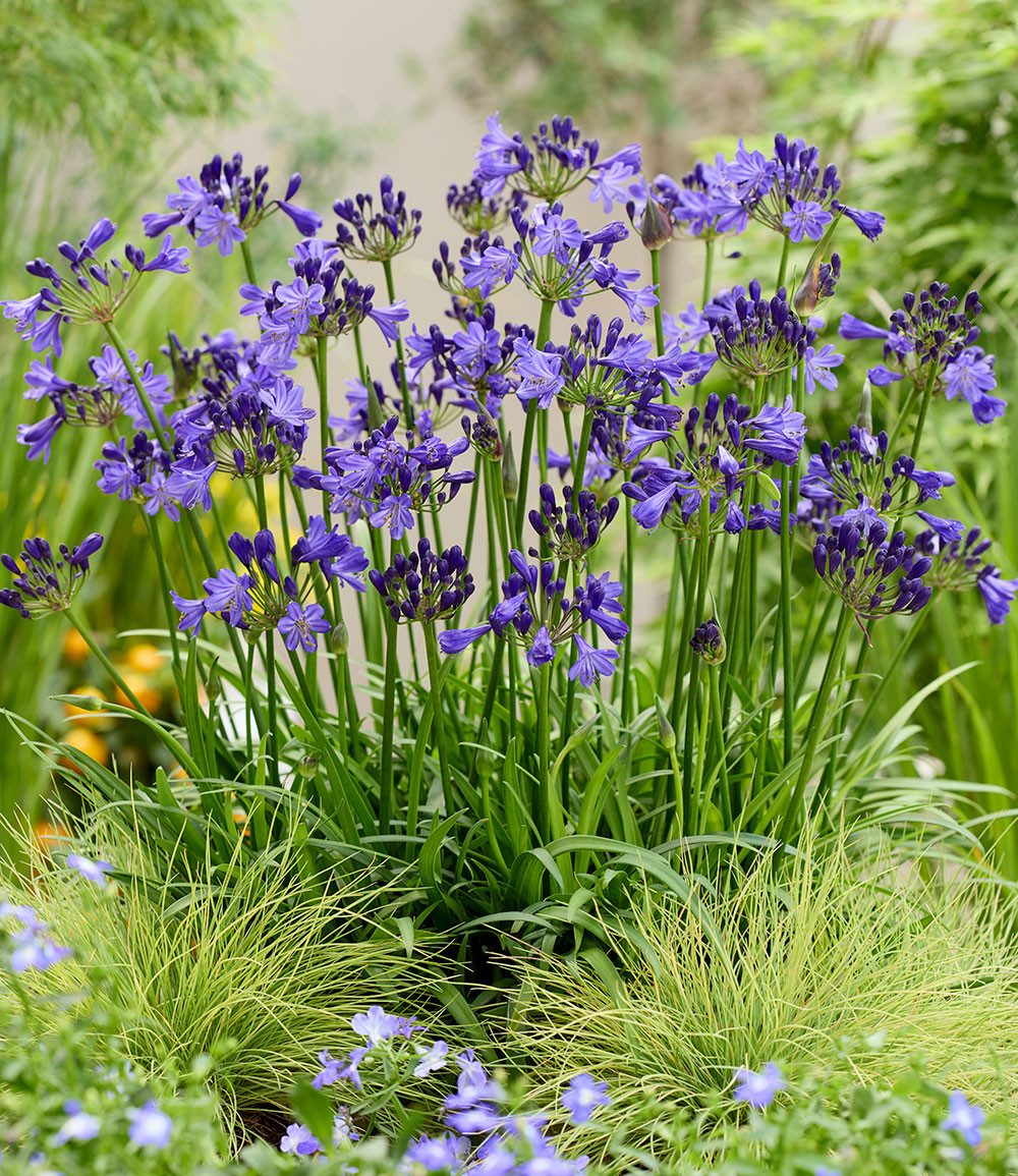 BALDUR Garten Staude Zwerg-Agapanthus 'Fairy Blue®', 1 St., Schmucklilie, reichblühend, bienenfreundlich