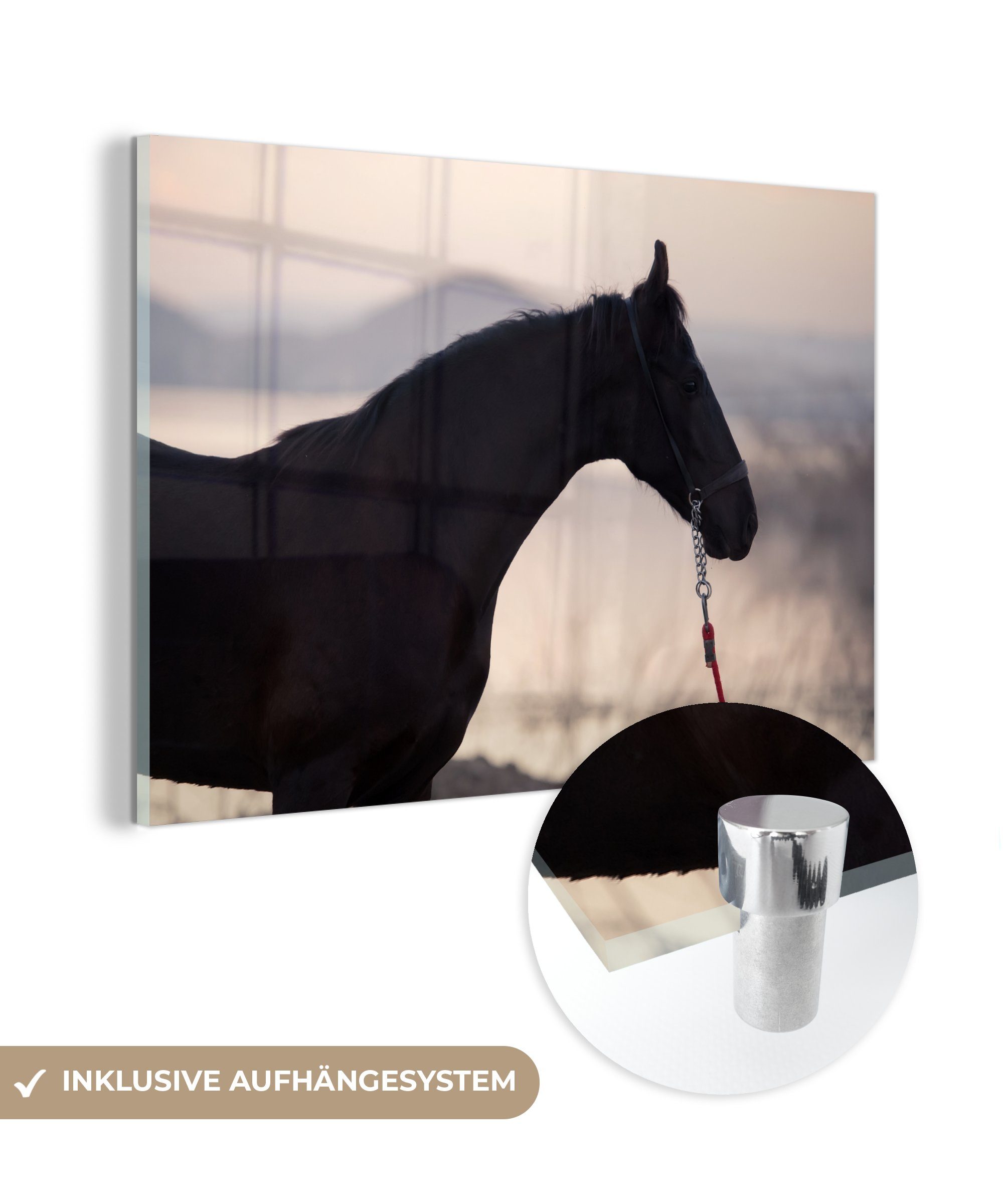 MuchoWow Acrylglasbild Sonnenaufgang - Pferd - Marwari, (1 St), Acrylglasbilder Wohnzimmer & Schlafzimmer