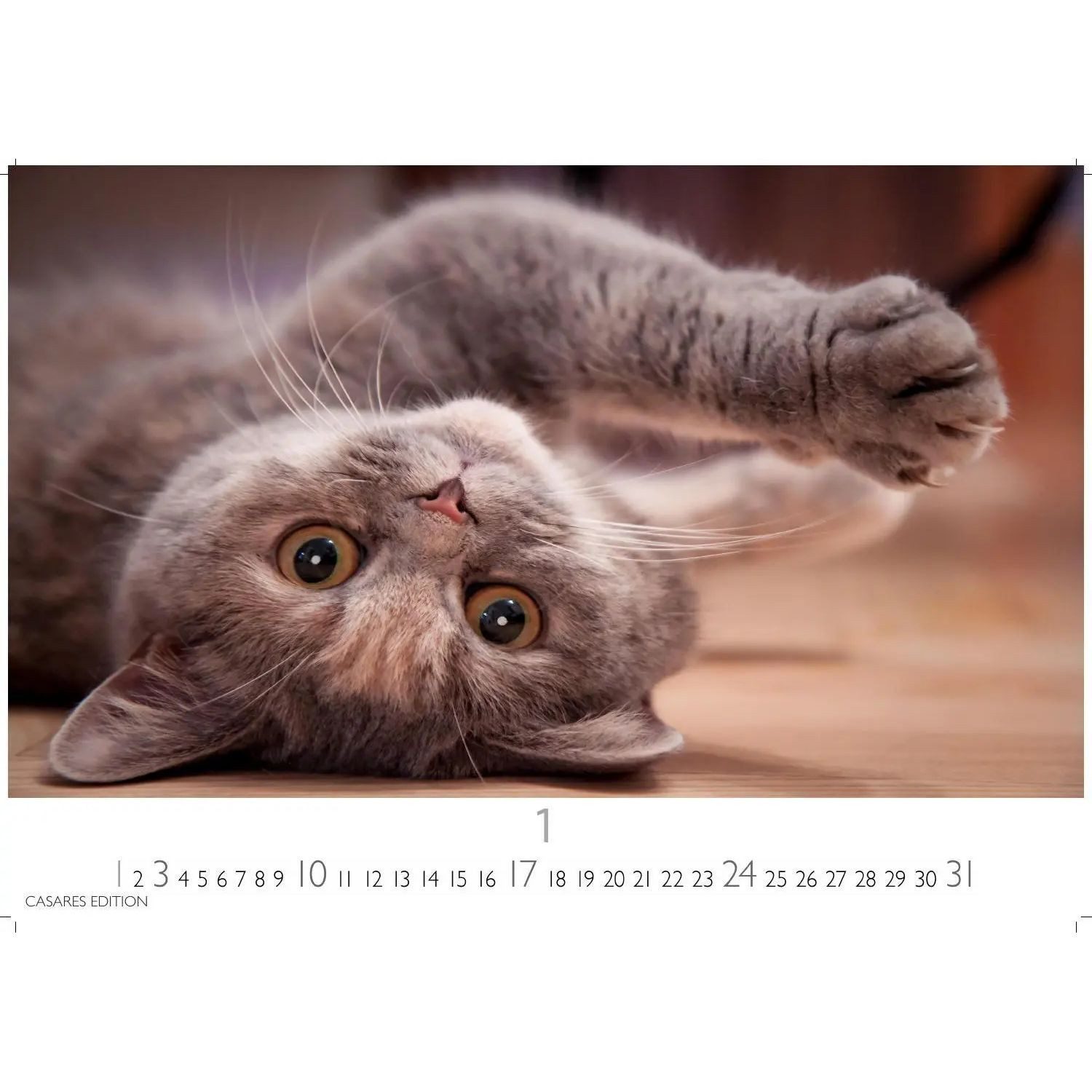 Wandkalender Funny Cats Kalender 2027 - Wandkalender, Fotokalender Tierkalender...