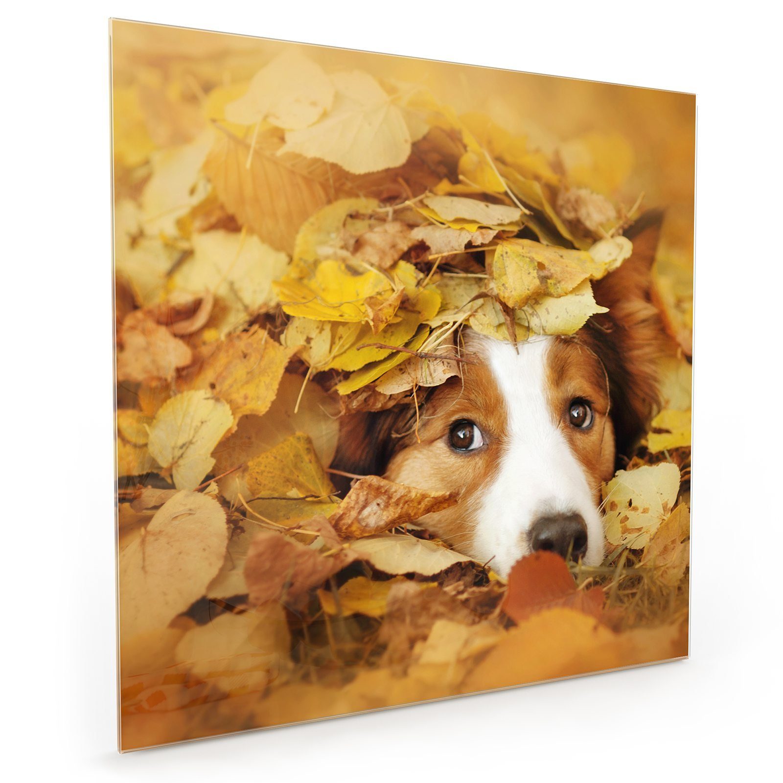 in Glas Hund Junger Primedeco Küchenrückwand Herbstblätter Spritzschutz