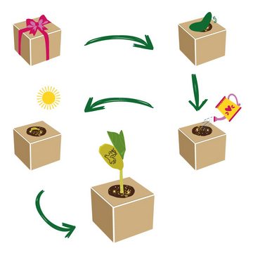 Feel Green Blumenerde Ecocube Kornblume, Nachhaltige Geschenkidee, (1-St)