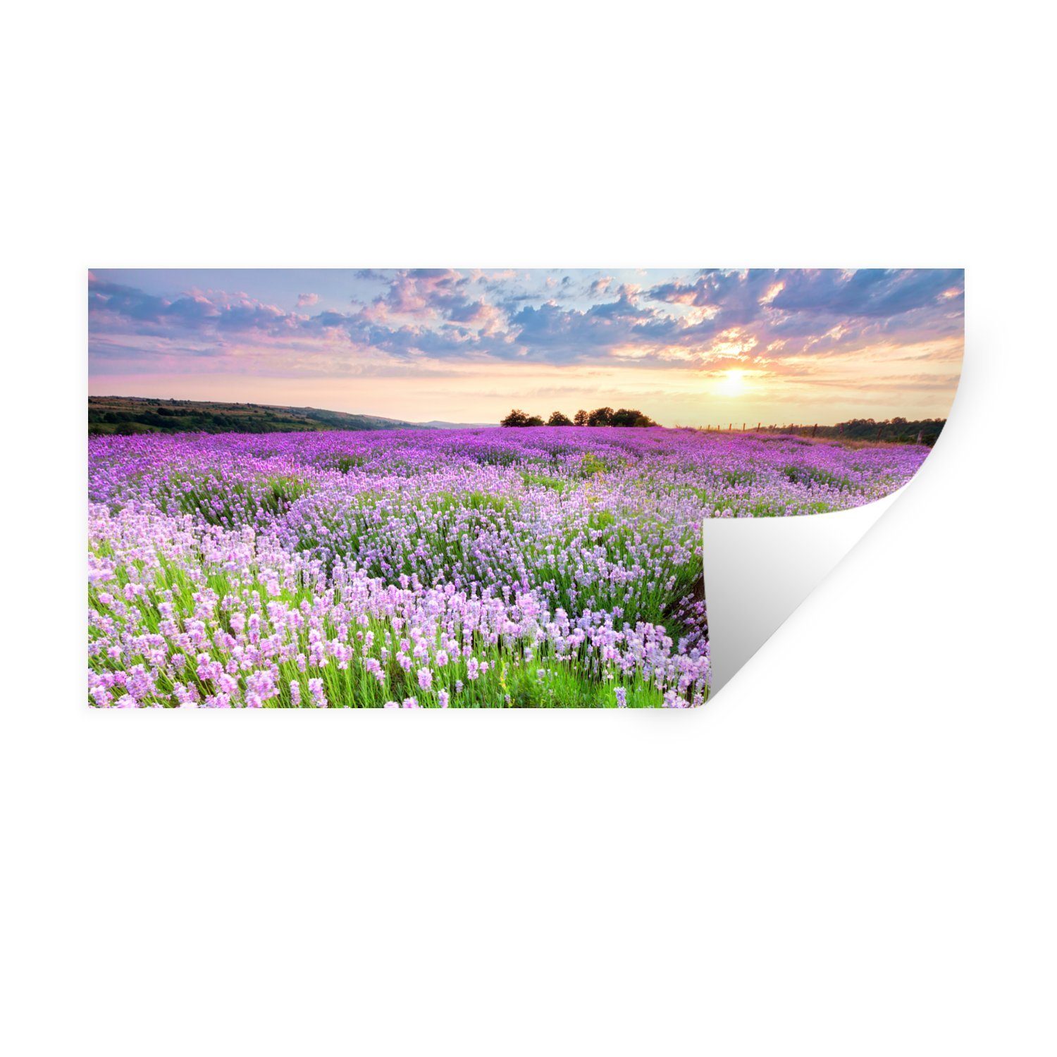 MuchoWow Wandsticker Lavendel - Blumen - Sonnenuntergang - Lila - Wiese (1 St), Wandaufkleber, Repositionierbar, Wandtattoo, Selbstklebend, Sticker