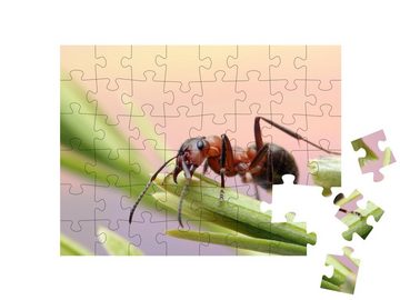 puzzleYOU Puzzle Ameise im Gras mit Grashalmen, 48 Puzzleteile, puzzleYOU-Kollektionen Ameisen, Insekten & Kleintiere